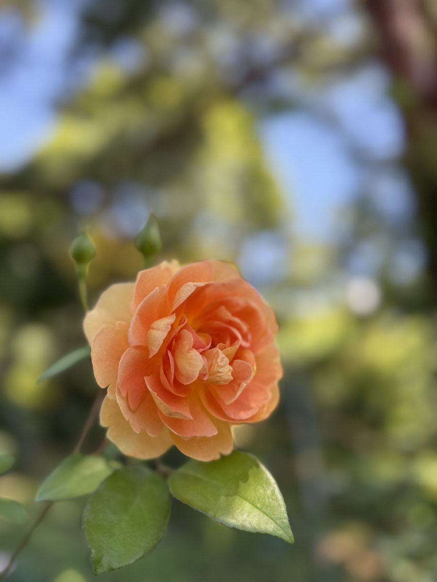 こんばんは🙇‍♂️

今日も一日お疲れ様でした🙇‍♂️

今日も一日に感謝して🙏

7月22日は大暑

熱中症対策を万全に

今週も安全と健康第一

I wish for a world filled with love and peace

仕事帰りに訪れた公園に咲く

薔薇さんに魅せられて🤗🌹

Enchanted by the beautiful roses