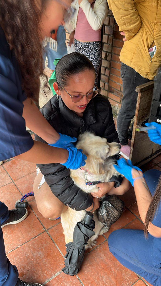 ipybac's tweet photo. Después de la emergencia, la esperanza 🐾, en Quetame, realizamos una brigada médica para cuidar a los animales vulnerables afectados por la situación reciente.
#Quetame #BrigadaMédica #Ipybac #Cundinamarca https://t.co/O9GFTf1aKJ
