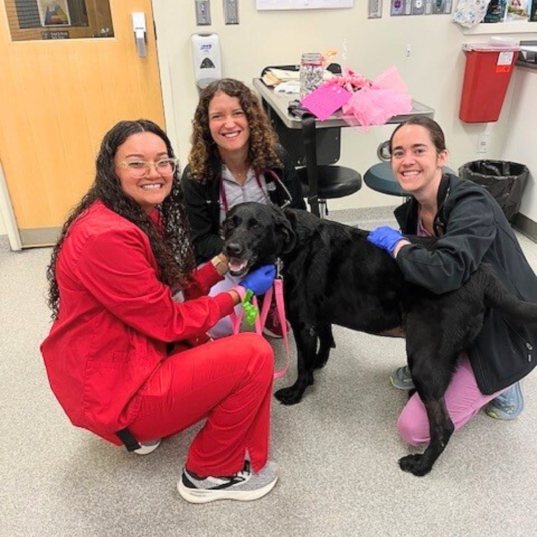 ugavetmed's tweet image. PAWSITIVE STORY: Shiloh, a 7-year-old Labrador retriever, just completed her final chemo treatment! After surgery and weeks of care with #UGAVetMed oncology resident, Dr. Courtney Bush, she rang the bell surrounded by her care team and family. Go Shiloh!