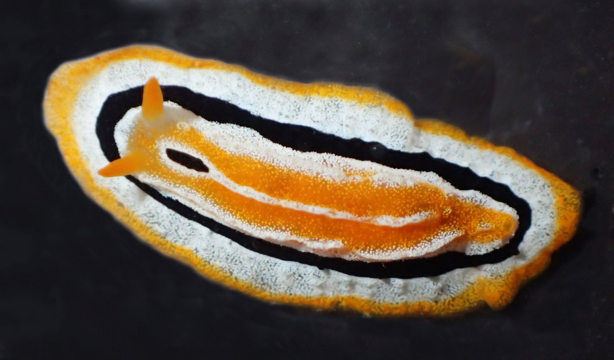 ZooKeys_Journal's tweet image. Look at these beautiful sea slugs just described as new species in ZooKeys! Read all about them on the @Pensoft blog: blog.pensoft.net/2025/07/21/two…