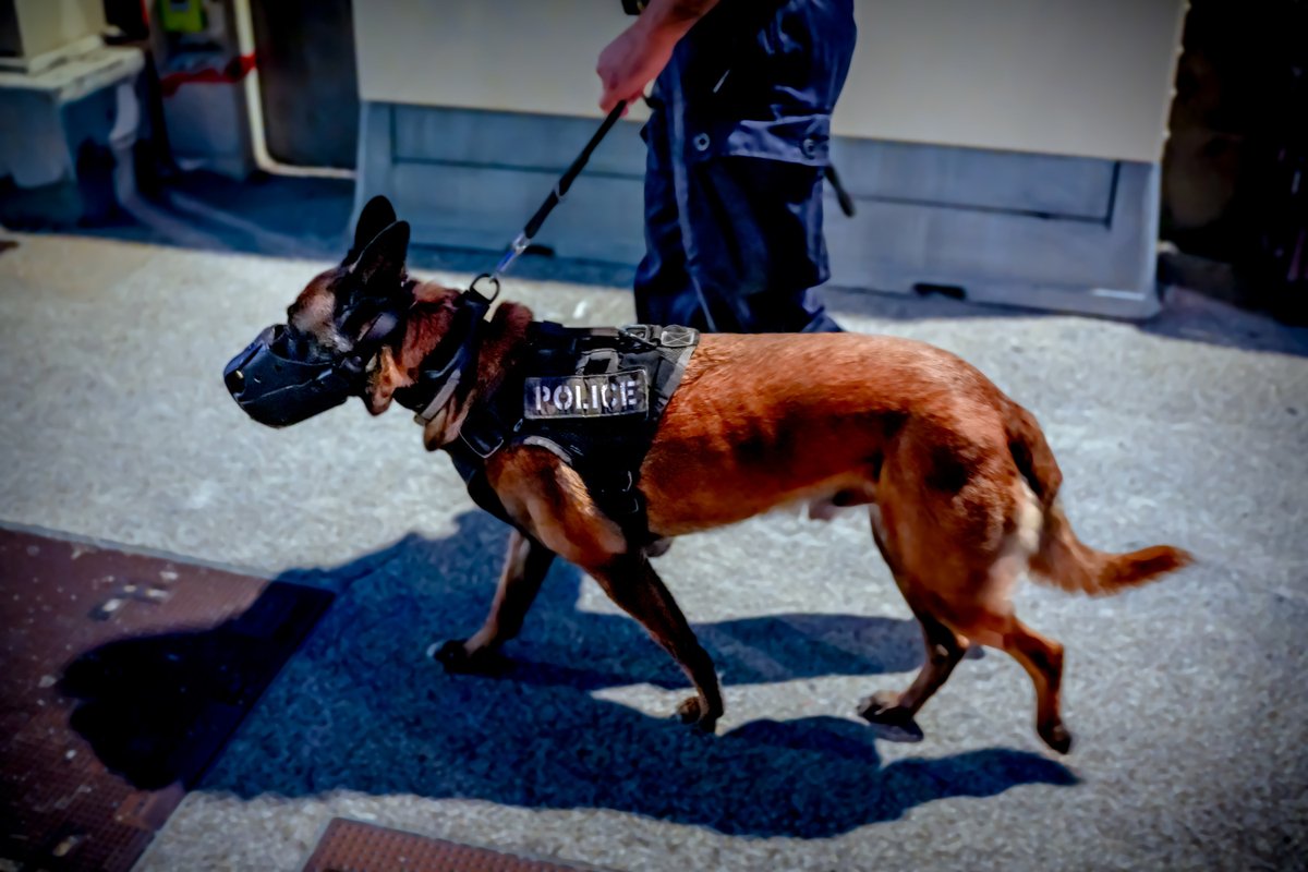 Police Municipale de Montpellier (@pmmontpellier) on Twitter photo 🐶 C'est grâce au flair du chien de notre brigade cynophile que l'agresseur a été interpellé après s'être enfui à notre vue et caché dans un buisson
➡️ L'agresseur a été ensuite présenté <a href="/PoliceNat34/">Police nationale 34</a> pour les suites judiciaires 🐶 C'est grâce au flair du chien de notre brigade cynophile que l'agresseur a été interpellé après s'être enfui à notre vue et caché dans un buisson
➡️ L'agresseur a été ensuite présenté <a href="/PoliceNat34/">Police nationale 34</a> pour les suites judiciaires