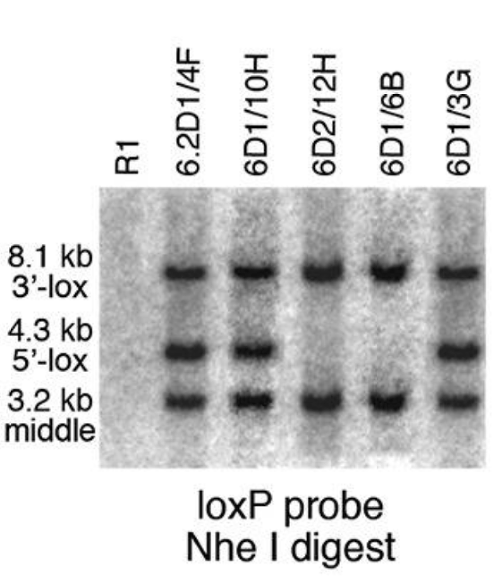 Elisabeth Bik tweet media