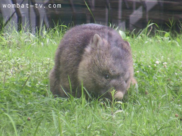 lucywombat5's tweet image. おやつ食べますよ〜。
2022/7
#ウォンバット　　#五月山動物園