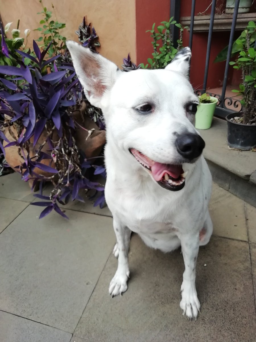 Tats de Xalapatlán de las flowers tweet media