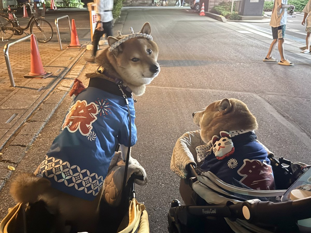 chachamarock's tweet image. お祭り楽しかったね🏮✨

#柴犬　#熊谷うちわ祭
