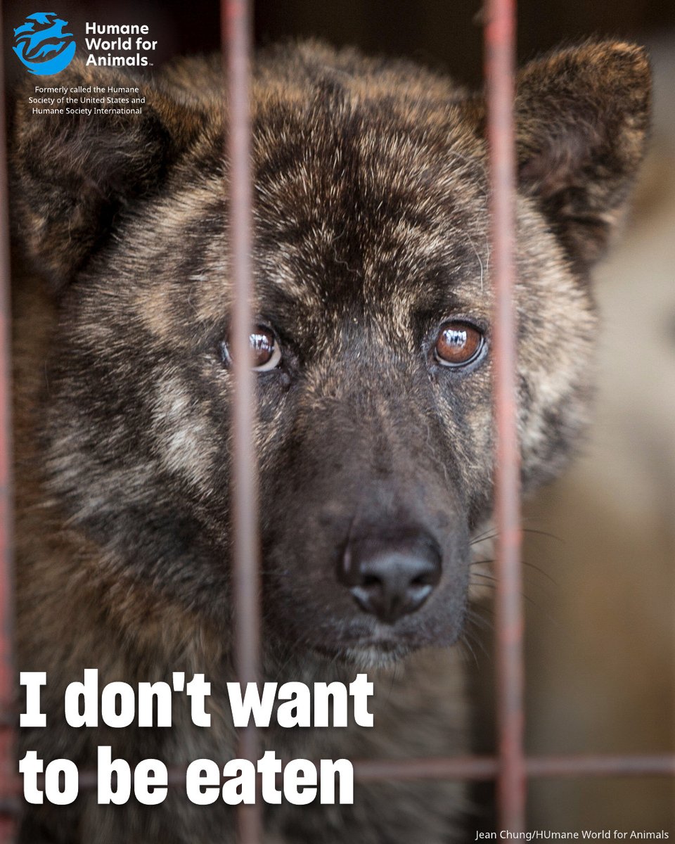 humaneworldorg's tweet image. They don’t have until 2027. Dogs are suffering RIGHT NOW for Bok Nal. We need your voice to show that compassion can’t wait. ✍️ Sign the petition and stand for a cruelty-free Bok Nal: hwfa.link/1x072125