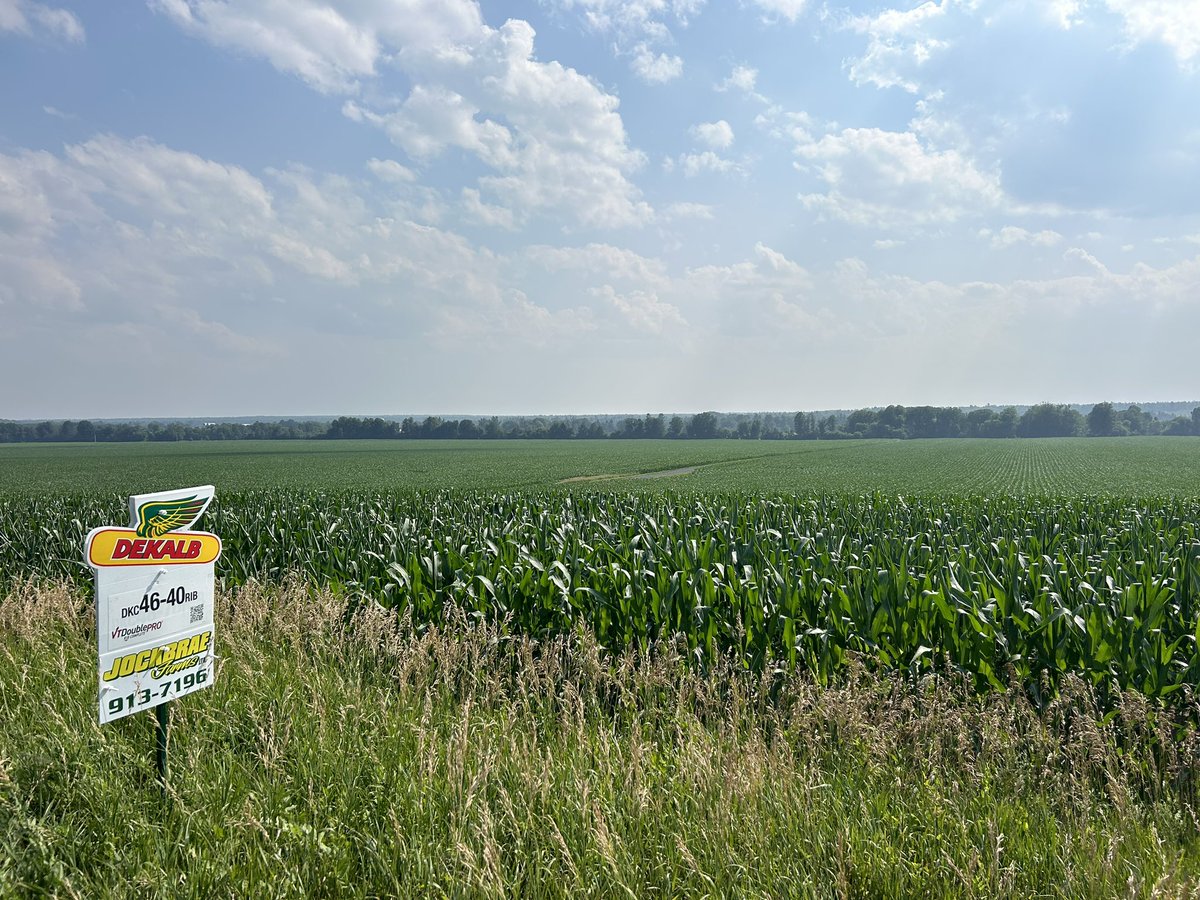 When excellent genetics and environment meets excellent management!

We are so lucky to be working with farms like Double LL Farms who take every opportunity to grow their Dekalb crops to the highest potential. Can’t wait to see this field at harvest!