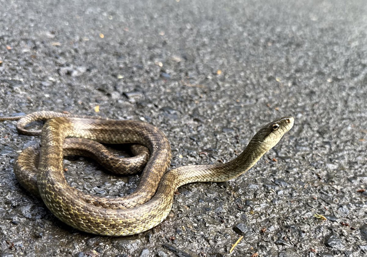 riku_tokage's tweet image. 今日このアオダイショウを捕まえました。
右目は普通で左目が赤色です。
怪我とか変異なんでしょうか?
詳しい方教えて下さい!
#アオダイショウ
#ヘビ