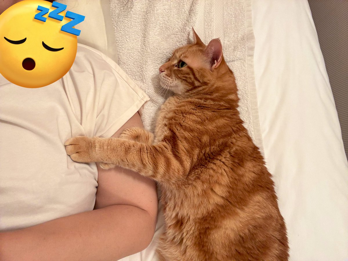half_me823's tweet image. こんな感じでいつも猫と寝てまふ💤