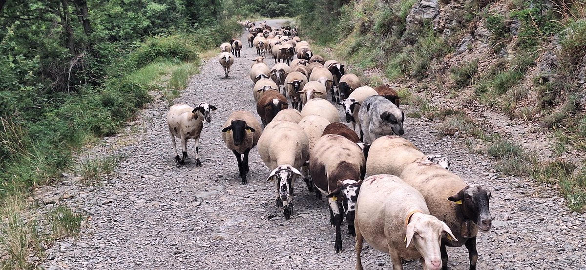 Quan algunes jauen i remuguen,quan només fer un lleu xiulet,elles responen belant i apropant-se, és que ja en tenen prou i que volen aigua,ombra i cardar-li mossec a la pedra de sal. A murriar a a la pleta abans que la calor les faci aturar del tot allà on siguin.