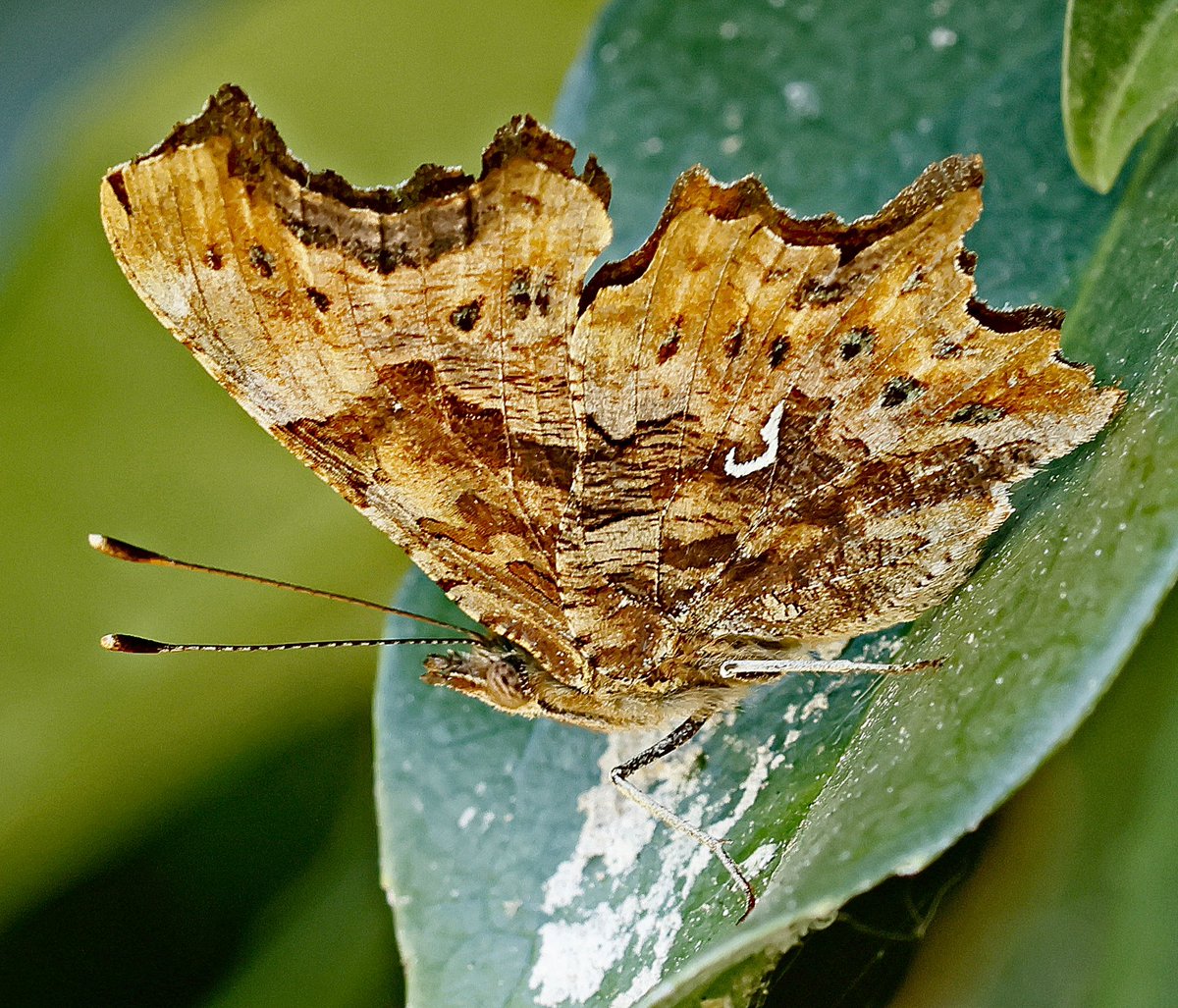 nikols_steve's tweet image. Comma in the back garden. @BCWarwickshire @savebutterflies