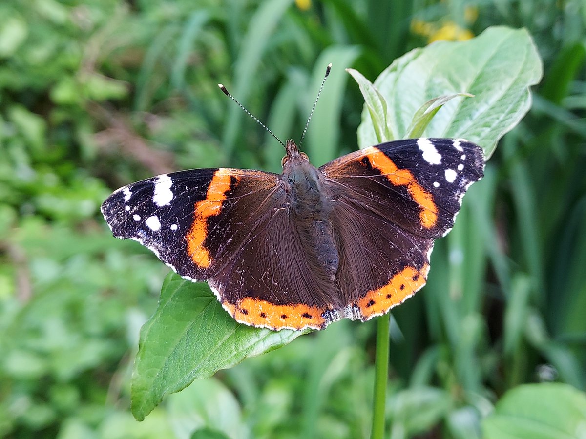 CamdenCouncil's tweet image. Over 30 different types of butterflies have been spotted in Camden. Take part in the Big Butterfly Count and see how many you can spot.
Don’t have a garden, don’t worry you can still get involved – help us spot butterflies in our parks & open spaces.
👉…erflycount.butterfly-conservation.org