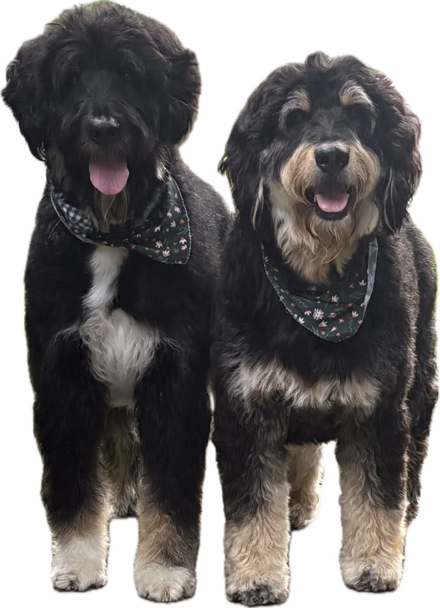 MooseTapper's tweet image. GOOD MORNING FROM BEAR AND ME!
We love you 😍
Love
Moose 🫎