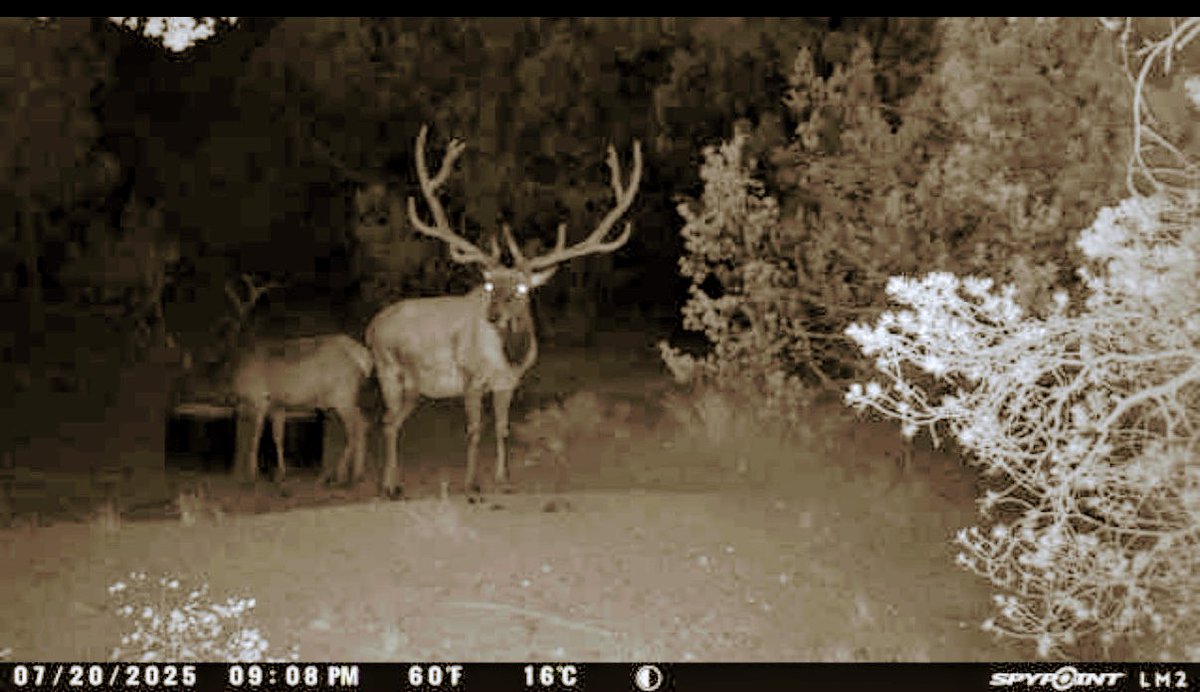 Cimarron_Ranch's tweet image. Have Mercy!