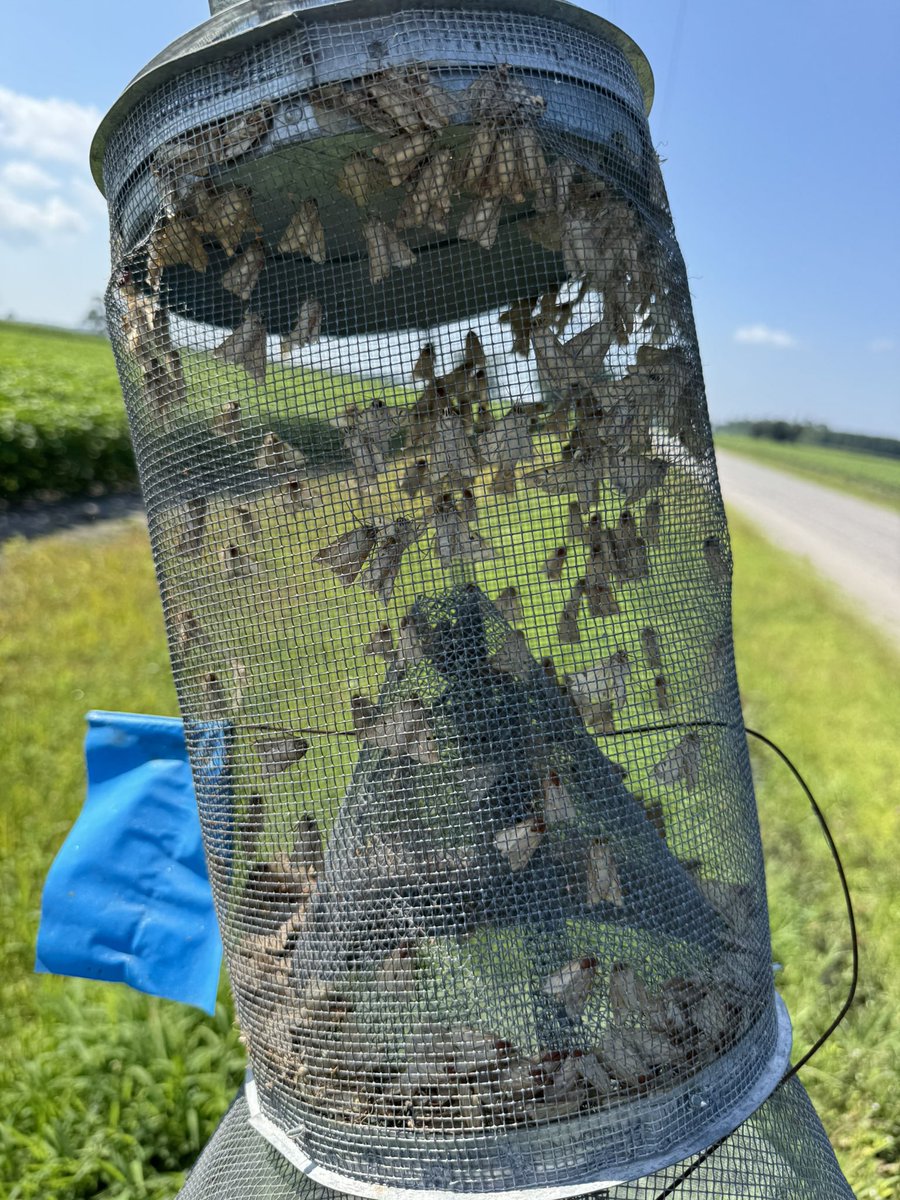 Dominic Reisig (@dominicdreisig) on Twitter photo It’s the most wonderful time of the year #bollworms are here It’s the most wonderful time of the year #bollworms are here