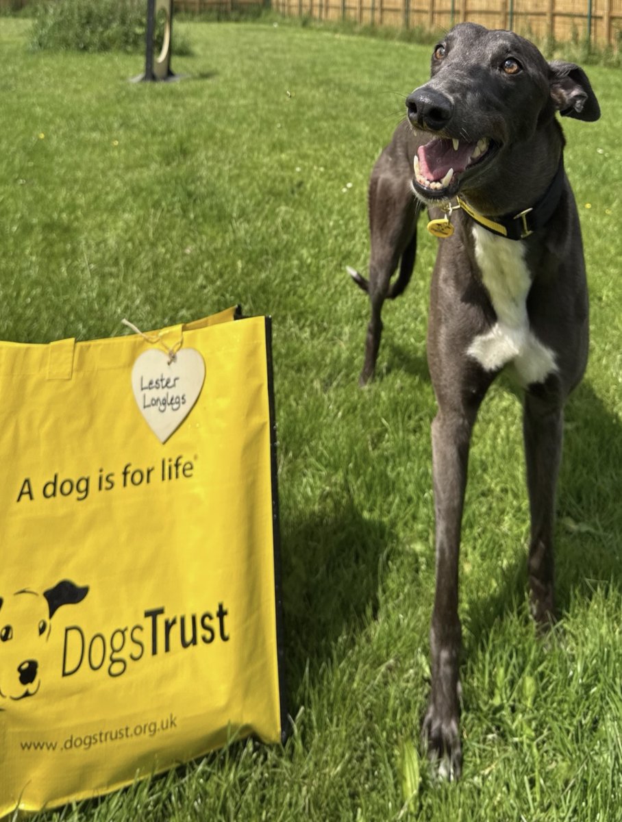DogsTrust West Calder (Edinburgh) (@dt_westcalder) on Twitter photo Lovely Lester Longlegs was next up this afternoon. He was delighted to see his new family arrive to pick him up🥰 Off he went for lots of snuggles on his new couch💛🏡🐾
#BigYellowBagDay
#LongAndShort
#AdoptDontShop
#ADogIsForLife
<a href="/DogsTrust/">Dogs Trust 💛🐶</a> Lovely Lester Longlegs was next up this afternoon. He was delighted to see his new family arrive to pick him up🥰 Off he went for lots of snuggles on his new couch💛🏡🐾
#BigYellowBagDay
#LongAndShort
#AdoptDontShop
#ADogIsForLife
<a href="/DogsTrust/">Dogs Trust 💛🐶</a>