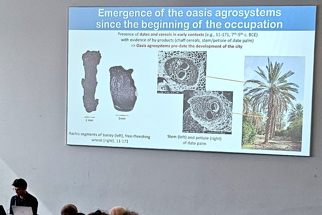 DrJenniferBates's tweet image. Final part of #IWGP2025 for today and we move to Africa, the Levant, Saudi Arabia and South Asia for more urban #archaeobotany. Subsistence strategies, storage, arid adaptation and fabric are some of the many topics covered.
#archaeology #archaeologicalscience #Groningen