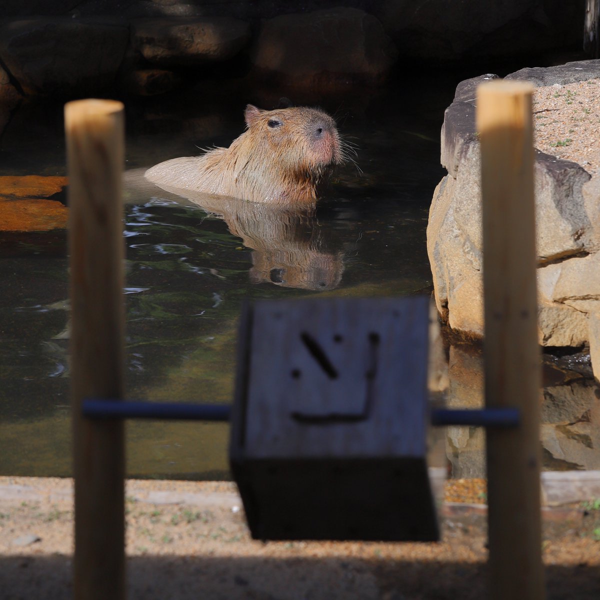 Capybara_siesta's tweet image. 真正面 絶好の位置から コンバージョンキックに挑む パピコ
#カピバラ #王子動物園 #神戸 #capybara #kobe