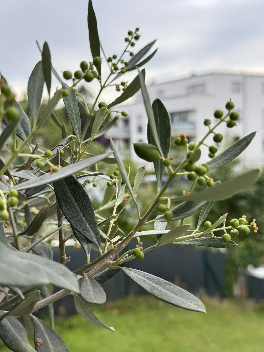 Meine Erste Balkon Olive 😁😁 My First Balcony Olive😁😁 İlk Balkonum Zeytin😁😁