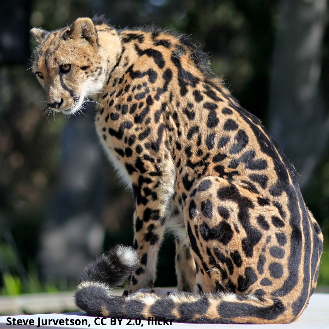 AMNH's tweet image. 🤔All cheetahs have spots… or do they?
When scientists first observed the "king cheetah," it was thought to be a new species. Today, we know that its striped patterning is actually the result of a genetic mutation. Only a handful of these cats have ever been seen in the wild.