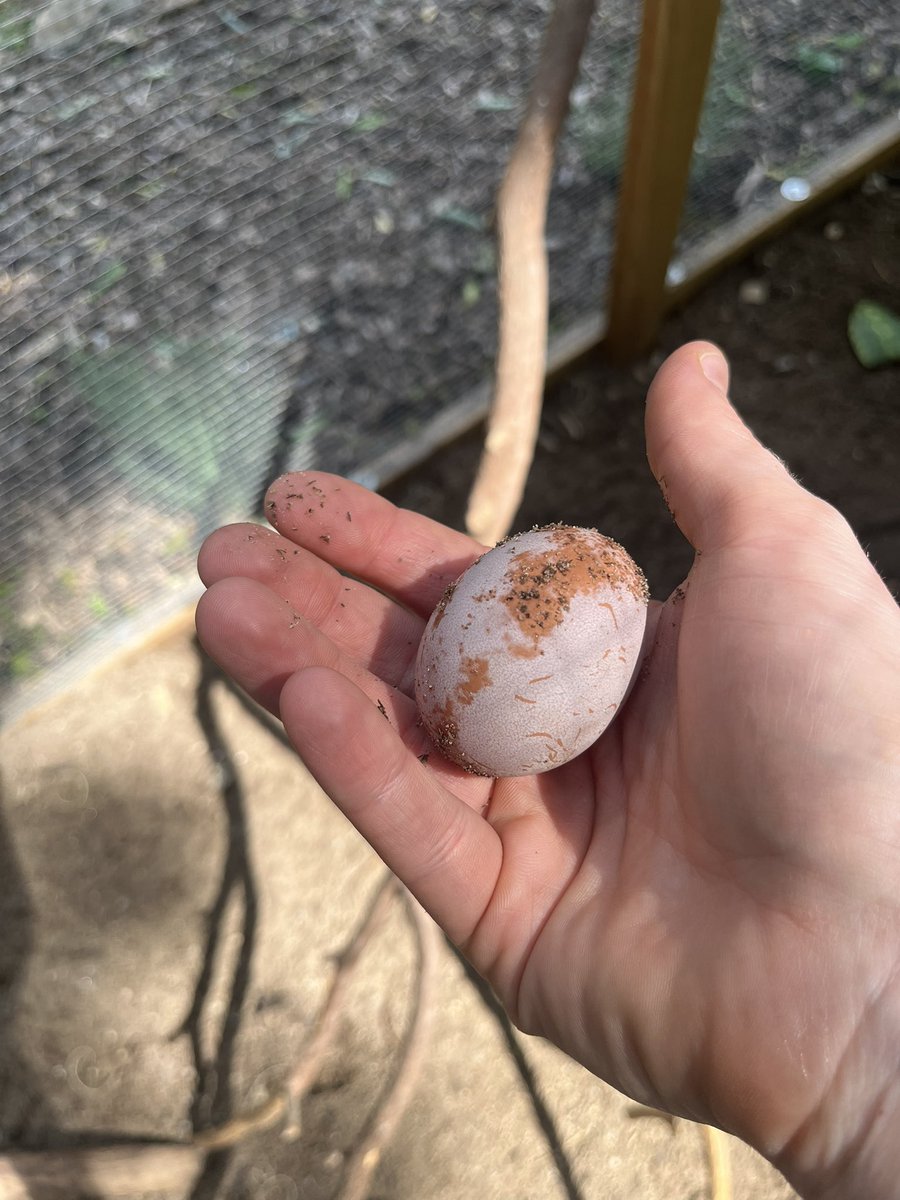 AJKocman's tweet image. First egg!*
*This is my wife’s hand. Not mine. Please save your comments about me having lady hands.