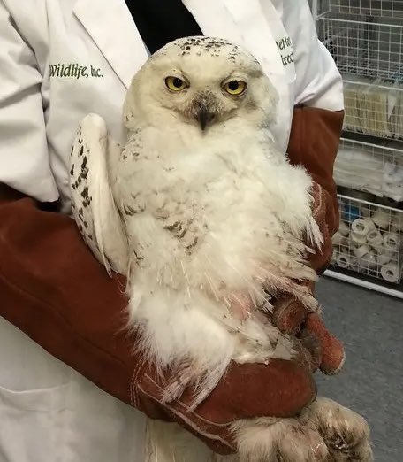 SavosAndSavos's tweet image. >be me
>28 in owl years
>no mate
>no clutch
>feathers molting
>siblings and parents fucking hate me
>eat two voles a day but still big and round
>mobbed by crows constantly
is it owlver for me?