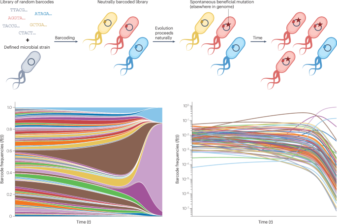 NatureRevGenet's tweet image. New online! Experimental evolution in an era of molecular manipulation bit.ly/3IxyGbx