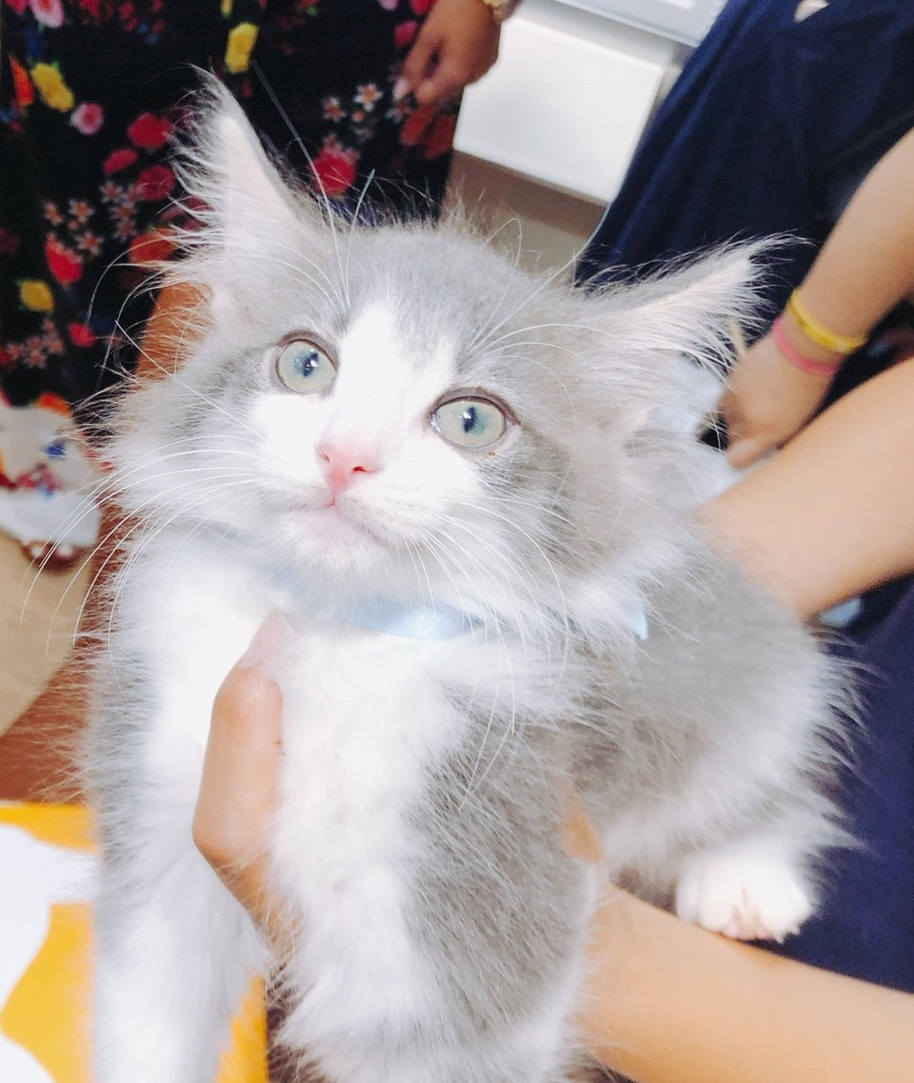 これはペットショップで出会った日の直哉、神々しくなっている、、、