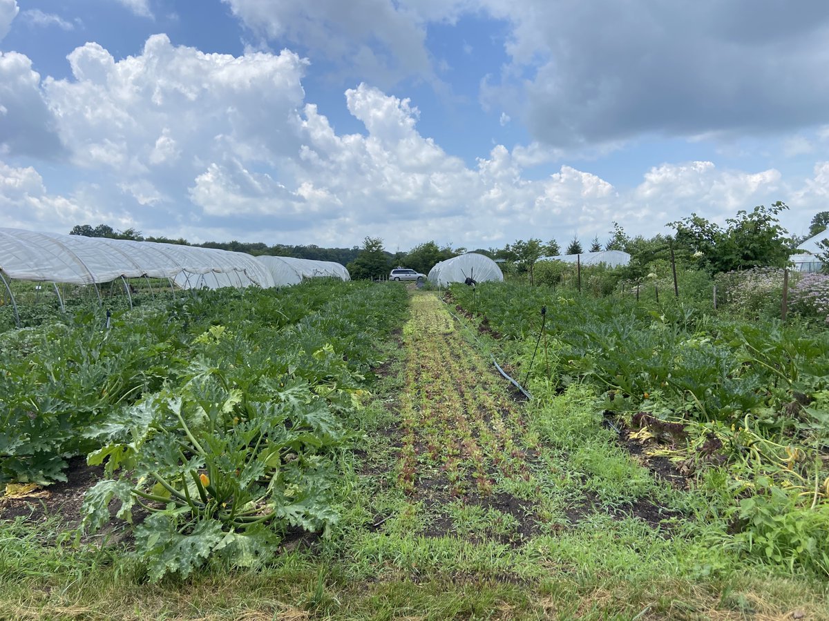 PurdueHortLA's tweet image. Last Week at the Purdue Student Farm: The farm crew visited Perkins’ Good Earth Farm—an inspiring no-till, compost-rich operation in sandy soil. Chris & Mason shared bin washer tips while the team soaked up insights on regenerative practices, pollinators, & soil health.