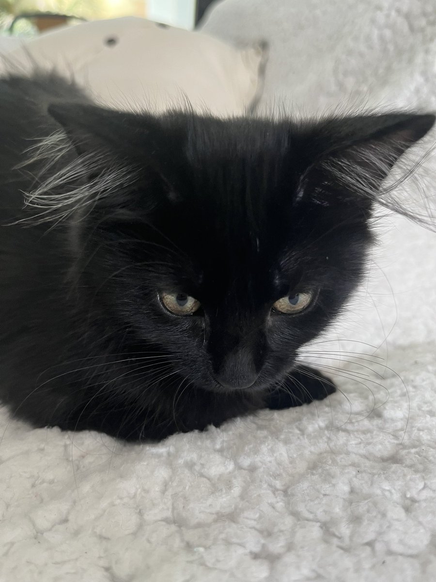 Excessive ear hair: 
Revolting in men, adorable in kittens