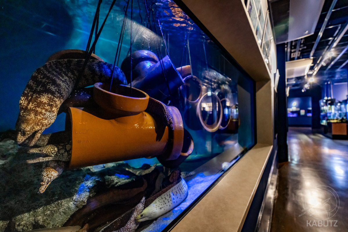 curve_ni's tweet image. #水族館を撮る
こんなシンプルなタグが未使用なのか…😏
