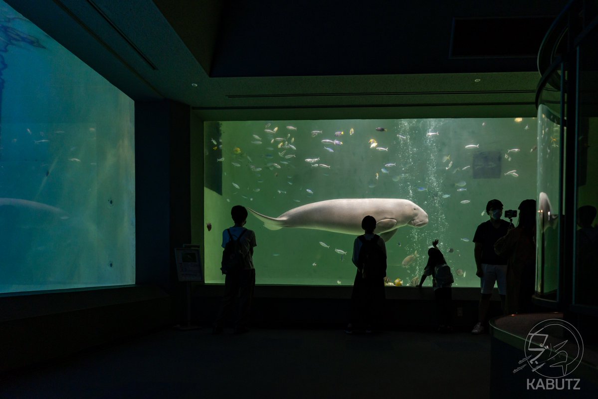 curve_ni's tweet image. #水族館を撮る
こんなシンプルなタグが未使用なのか…😏
