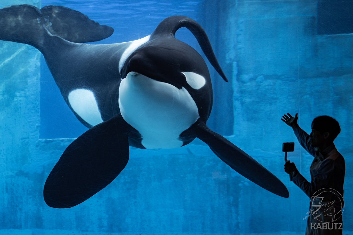 curve_ni's tweet image. #水族館を撮る
こんなシンプルなタグが未使用なのか…😏