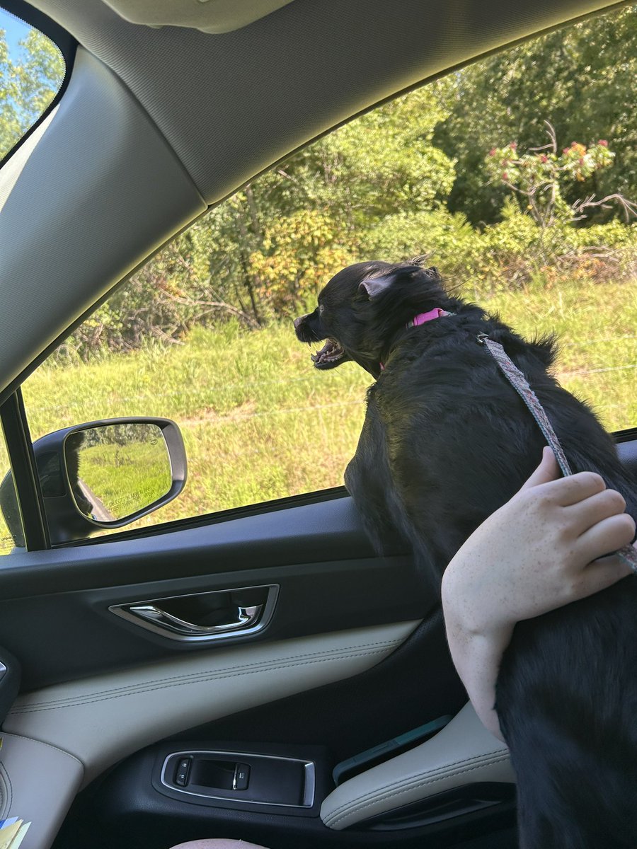 bellavery's tweet image. At the vet with our little hate machine. She’s in the back and it sounds like the tech’s fighting for his life. 🤣