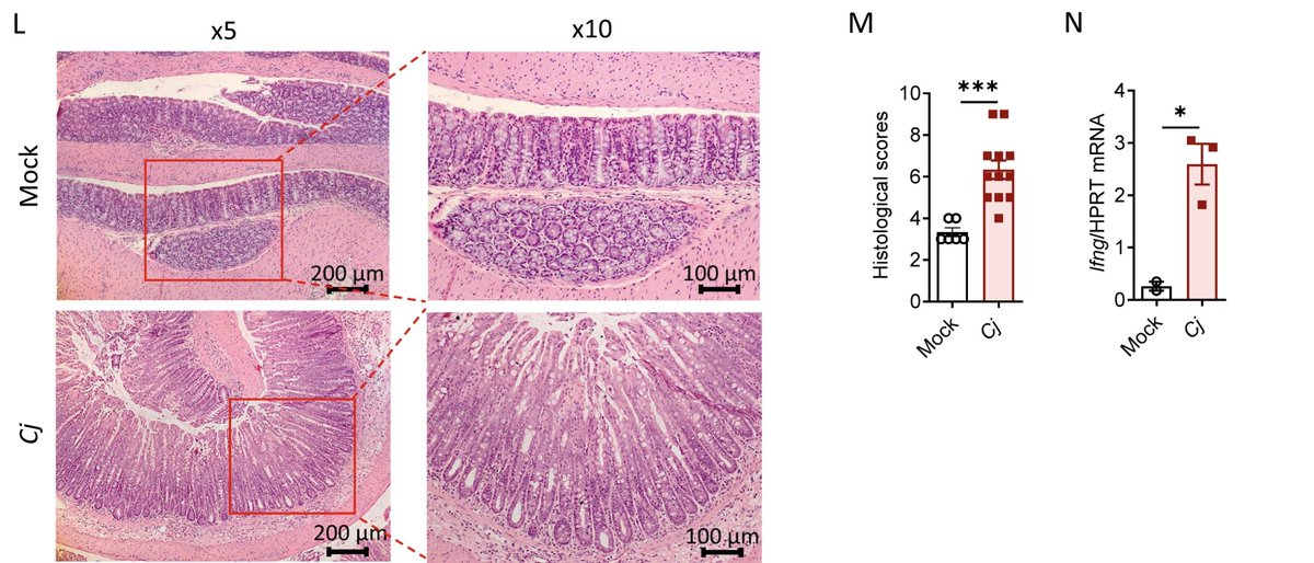 MucosalImmunol's tweet image. A Jak/Stat inhibitor, #Tofacitinib, can suppress IFNg production from ILCs and T cells, reducing tissue damage during ameliorates #Campylobacter mucosalimmunology.org/article/S1933-…