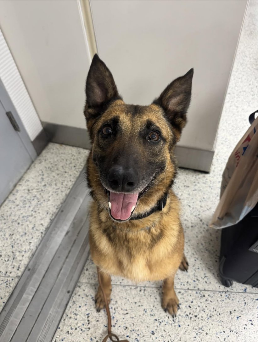 MissionK9's tweet image. This is why we do what we do!
MWD Astra A119, USN (Ret.) got reunited with her former handler, Tony!
Tony was Astra’s first handler, and the two deployed together in 2019. After five years apart, they’re finally being brought back together, and Tony couldn’t be more thrilled to…