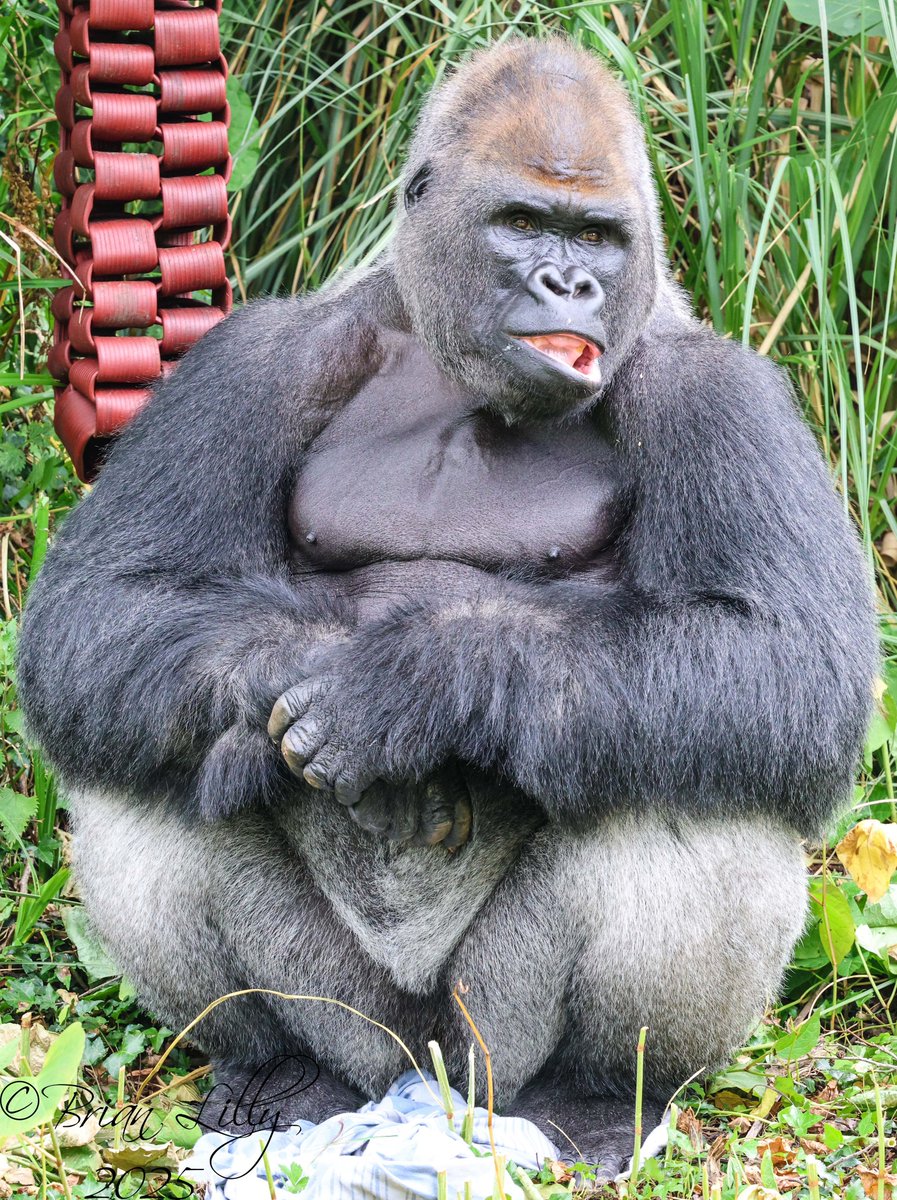 brglilly's tweet image. N'Dowe with a new enrichment feeder @PaigntonZoo #gorilla #primates
