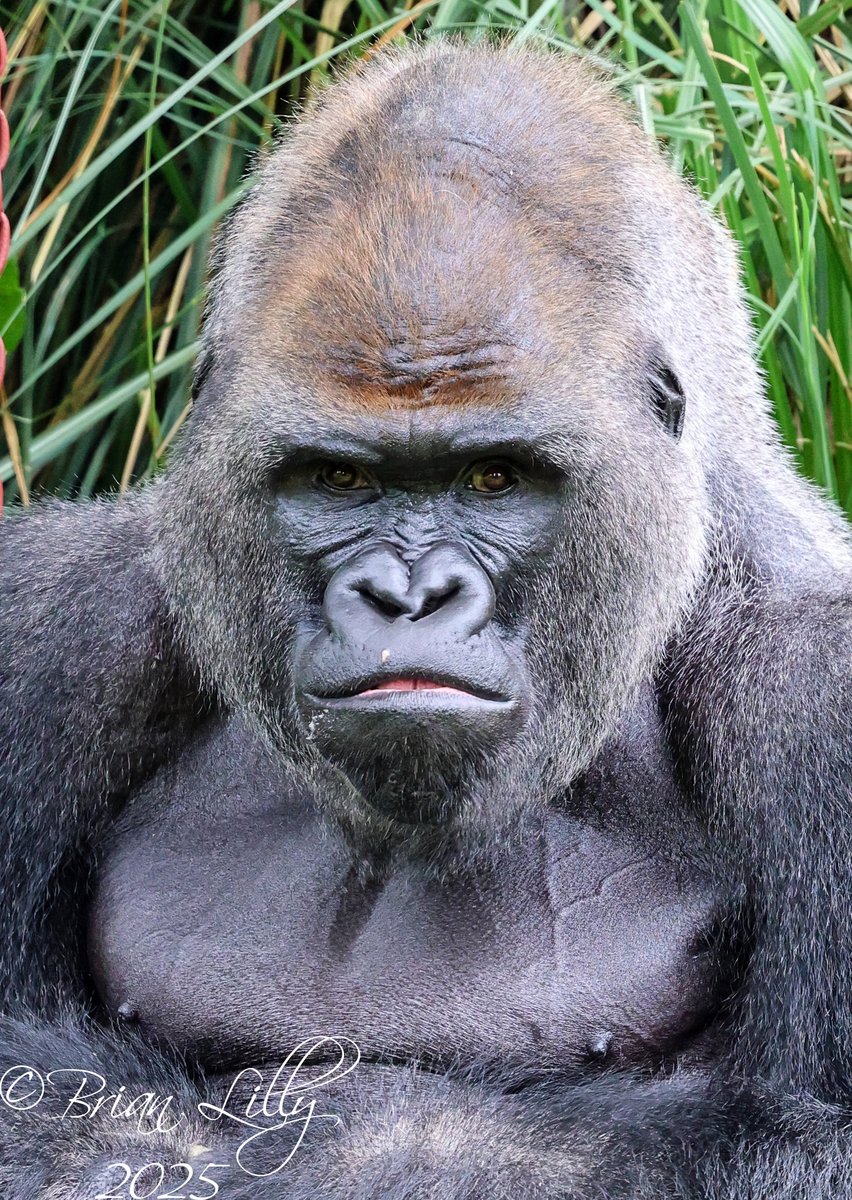 brglilly's tweet image. N'Dowe with a new enrichment feeder @PaigntonZoo #gorilla #primates