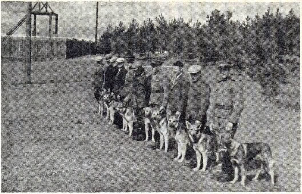 DarRamesnis's tweet image. Lithuanian Criminal Police with their K9 dogs. Kaunas, 1939.