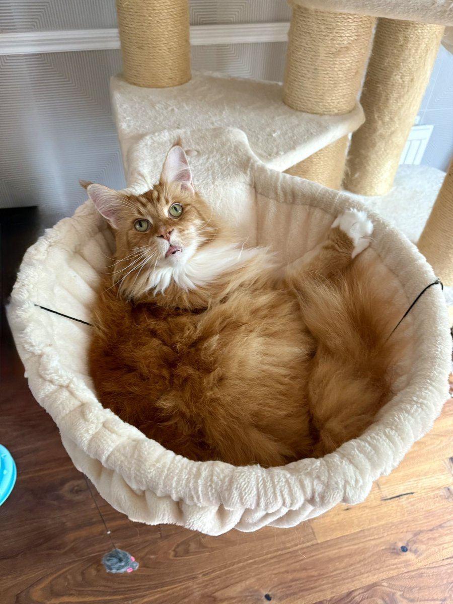 buddy_gizmo's tweet image. Gizmo has opted to be a basket of warm delicious bread today! 😸😸🦁🦁 #kittyloafmonday #teamfloof #CatsOfTwitter