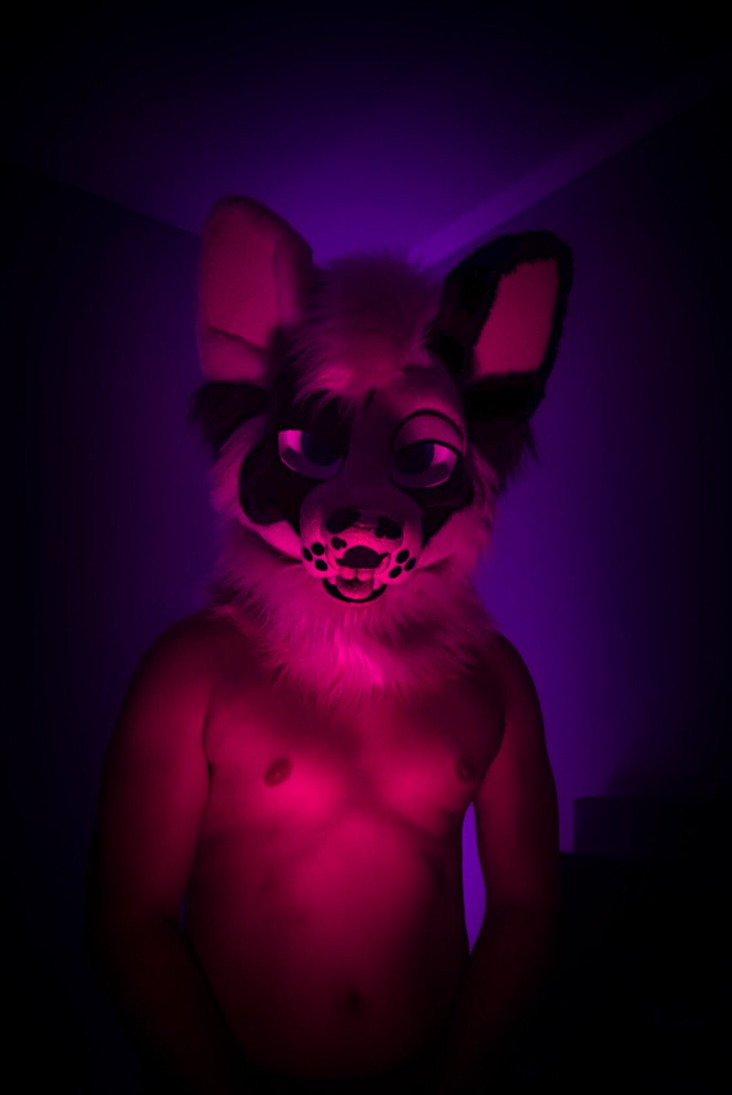 dadogmutt's tweet image. ✨Midnight mutt✨