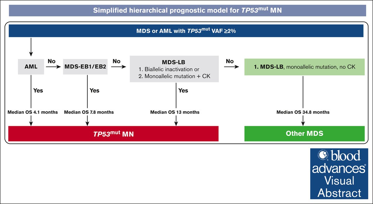 MDS-EB1 and -EB2 share biological characteristics and have equally poor survival, regardless of allelic status, supporting their integration. ow.ly/I29U50WnbTv #myeloidneoplasia