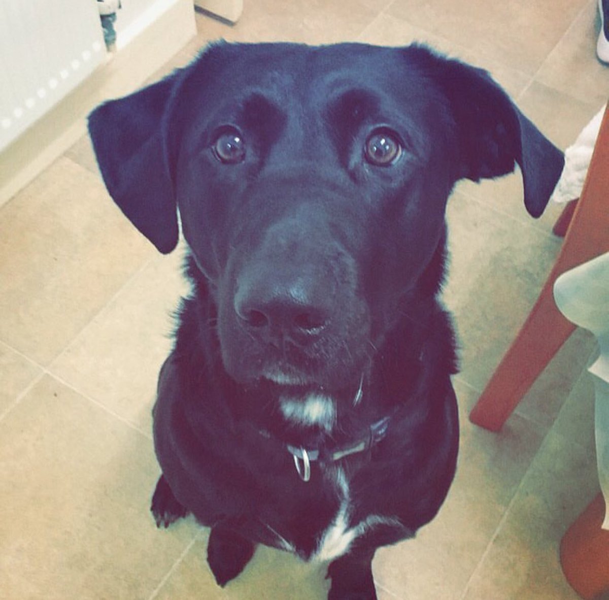 jdnfts's tweet image. Here's a fun fact. I once used to look after a dog called Cobi. He was a black dog with beautiful eyes. 🐶
Maybe he was the inspiration behind @cobithedogcoin 💙🐾 $cobi