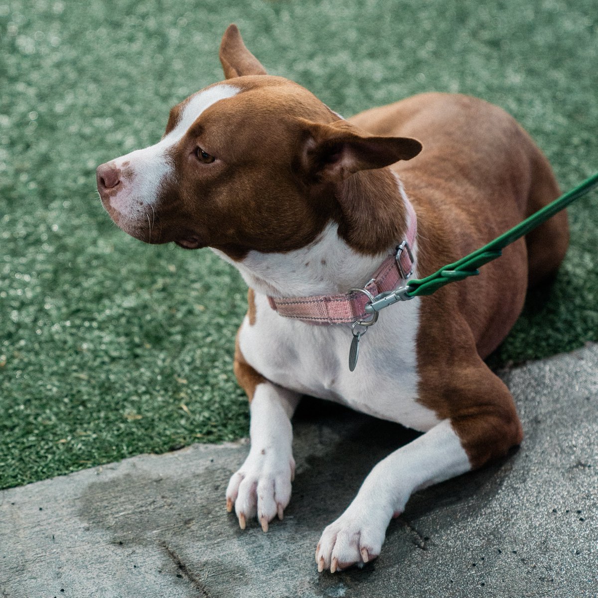 NashvilleSC's tweet image. Shoutout to Mary Jane, Saturday's @PedigreeUS Adoptable Dog of the Match 🐶