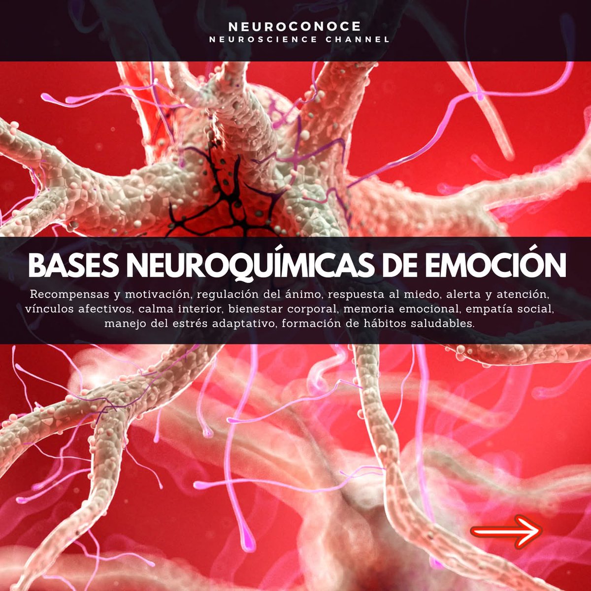 Las emociones colorean cada segundo de nuestra vida: impulsan decisiones, moldean recuerdos y guían nuestras relaciones. Aunque se sienten etéreas, su origen es profundamente químico. En el cerebro, miles de millones de neuronas se comunican mediante sustancias llamadas 👇