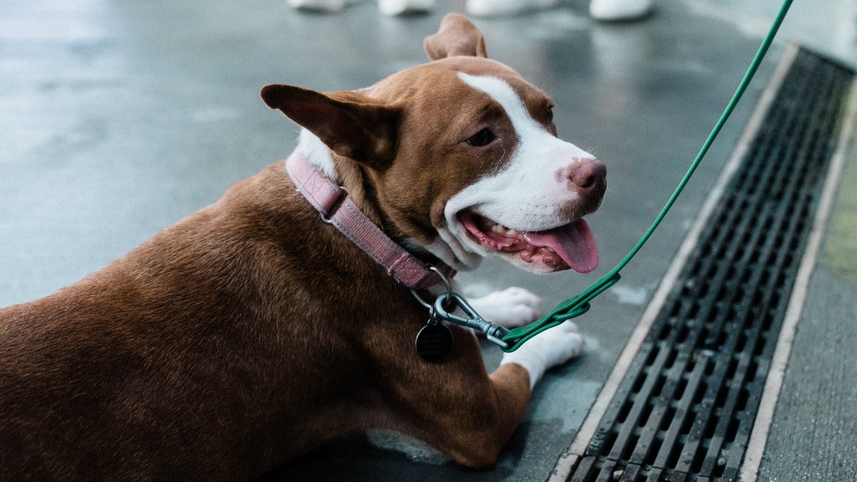NashvilleSC's tweet image. Shoutout to Mary Jane, Saturday's @PedigreeUS Adoptable Dog of the Match 🐶