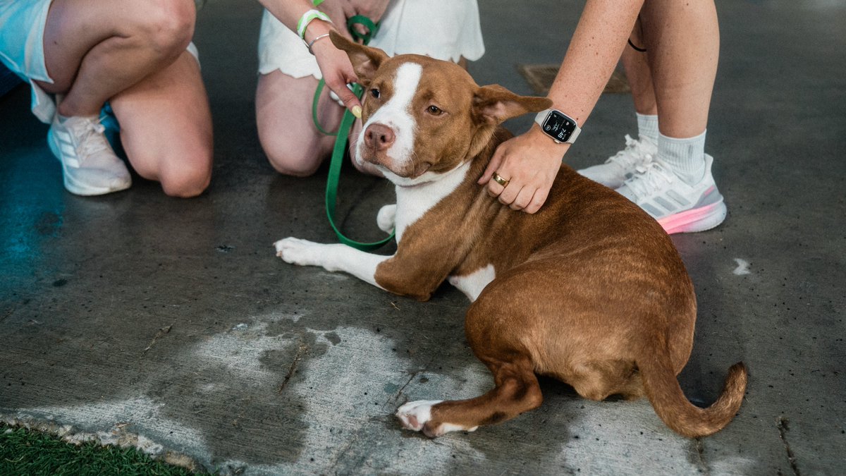 NashvilleSC's tweet image. Shoutout to Mary Jane, Saturday's @PedigreeUS Adoptable Dog of the Match 🐶