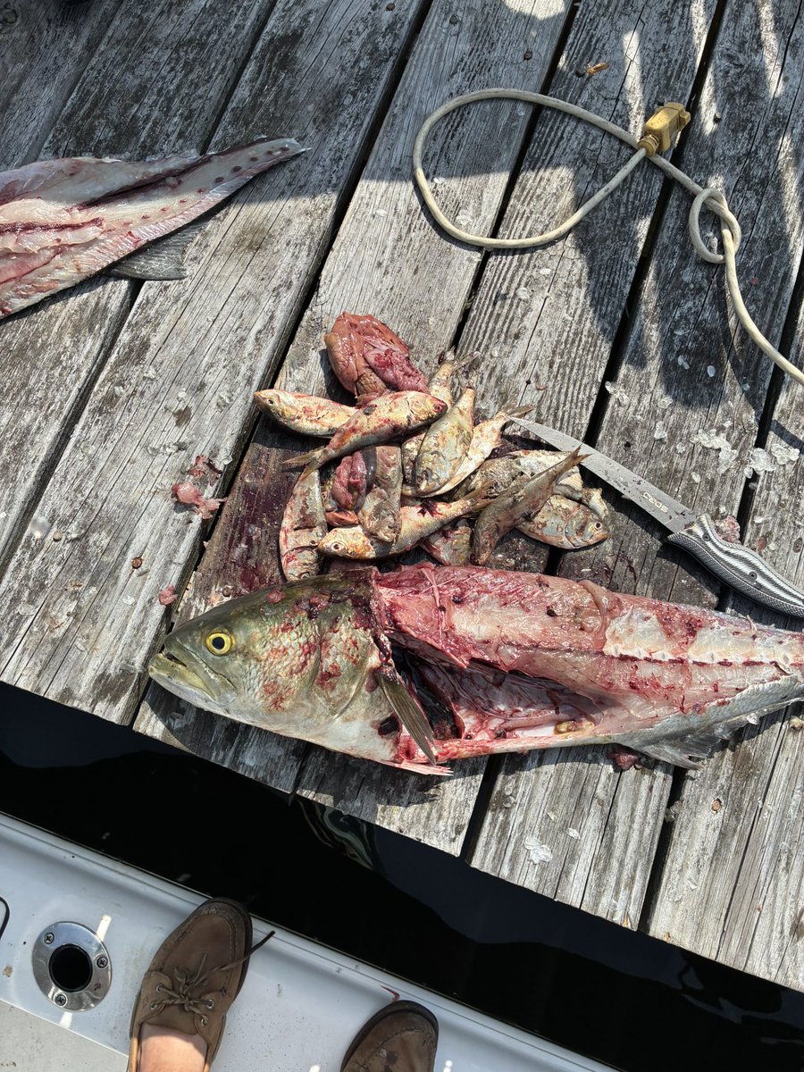 Blitzer_8's tweet image. The boys have been eating well today