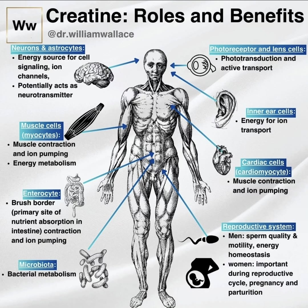 drwilliamwallac's tweet image. Importance of creatine metabolism in whole-body physiology. The creatine/phosphocreatine system is essential for the chemo-mechanical energy transduction of cells/tissues with high, fluctuant, and constant energy demands.
This post is focused on the modes through which creatine…