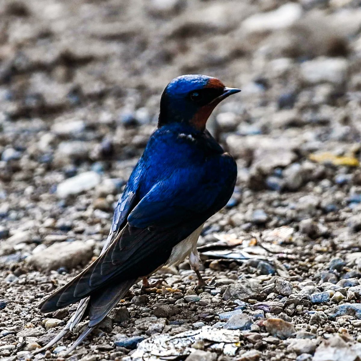 A Barn Swallow (Hirundo rustica) collecting nesting material for #Mondayblues. 
Dehradun outskirts - April 2025. 

#ThePhotoHour #natgeoyourshot #niffeature2025 #biodiversity #Himalayanbirds #birdphotography #birdsoftheworld #Nikon #BBCWildlifePOTD #IndiAves #channel169 #nature
